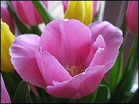 Spring flowers
