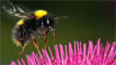 Bee at the the National Botanic Garden of Wales by Tony Llewellyn