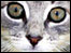Pet gallery