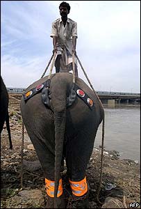 Elefante