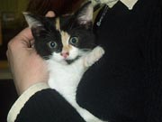 an abandoned kitten