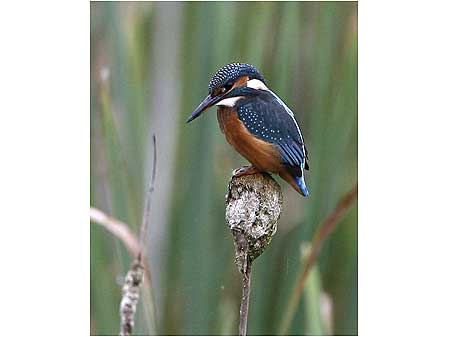 Kingfisher