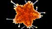 Bruno Vellutini, Centro de Biologia Marinha da USP (Foto: Cortesia da Nikon Small World)