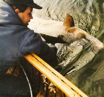 The enormous 60lb+ salmon caught and released by Mike Crosby on the Restigouche River in 1988