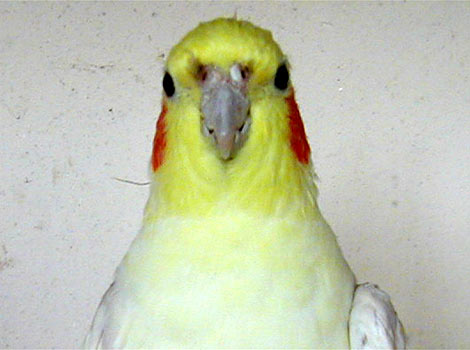 Polly