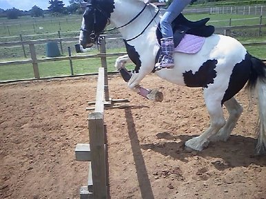 Bobby Jumping 2ft6.