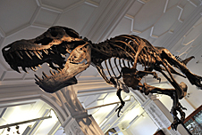 A dinosaur skeleton
