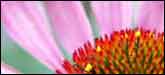flower petals