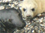 Seals on a Cornish beach