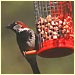 A house sparrow.