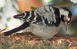 an image of a lesser spotted woodpecker.