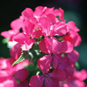 Lunaria annua, Honesty
