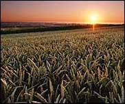 GM crops