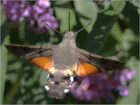 Humming Bird Moth