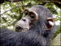 Chimpanzé