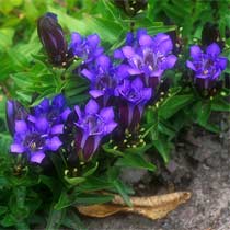 Willow Gentian