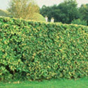 Fagus sylvatica, Beech