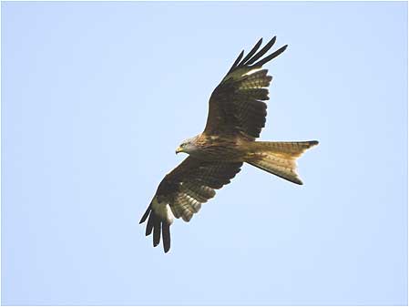 Red Kite
