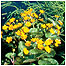 Grassland activities (Image: Marsh marigolds c/o English Nature)
