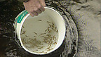 Monitro Lefelau Llygredd yn Afon Hafren