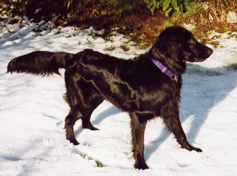 Flynn