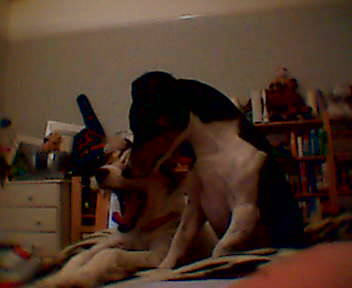 Two dogs, hanging out.