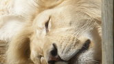 White Lion