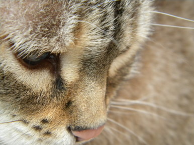 le chat