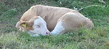 Cow