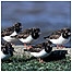 Migration Index (Turnstones c/o RSPB Images/Andy Hay)