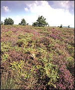 Aylesbeare Common (Andy Hay, RSPB)