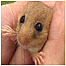 Dormouse