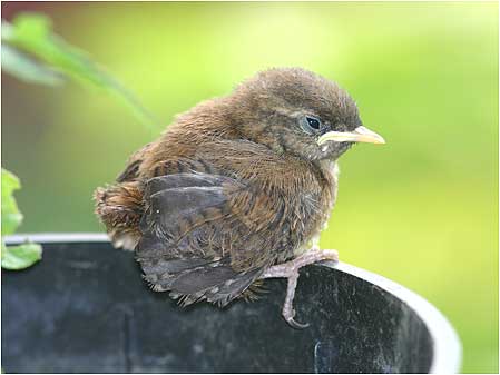 Bird