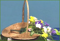 insert Arum leaves