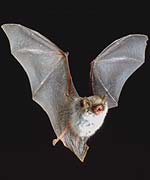 Pic: Natterers Bat by Tony Tilford