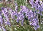 bluebells. 