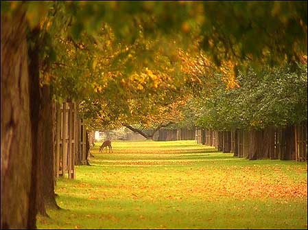 Avenue of trees
