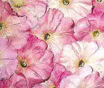 Petunia 'Marshmallow'