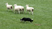 Day 4 - The dog must react instaneously to the whistle