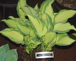 Hosta