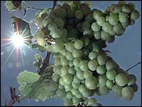 Uvas