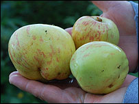 Granfer's apple 