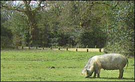 Pig