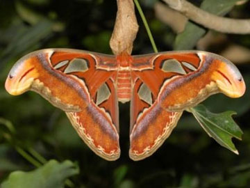 Atlas Moth, copyright istockphoto.com, Floris Sloof