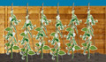 Harvest your French bean