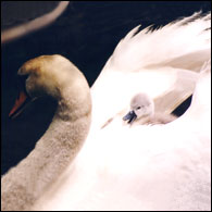 A cygnent enjoys a ride