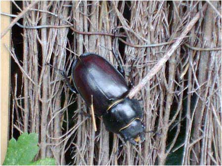 Stag Beetle