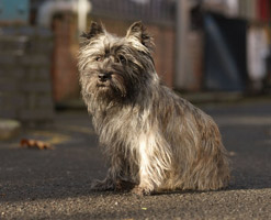 Dog