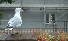 Seagull