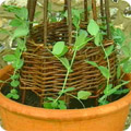 Container peas
